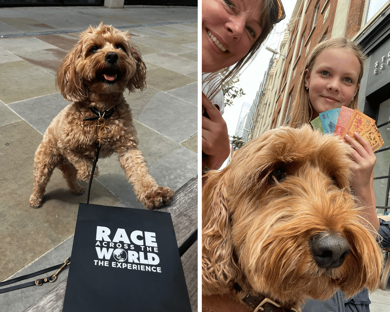 race across the world experience dogs